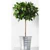 Kunstplant inclusief aluminium pot. 45 cm hoog.