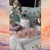Unicorn Tipi Slaapfeestje met pastelkleuren, lichtjes en glitters in droomstijl