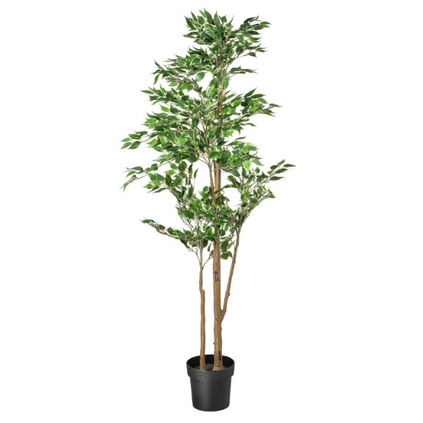 Kunstplant, Ficus Benjamin groen. 170 cm hoog.